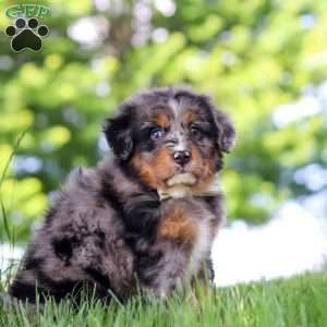 Bumblebee, Mini Bernedoodle Puppy